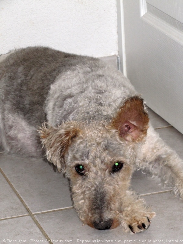 Photo de Fox terrier  poil dur