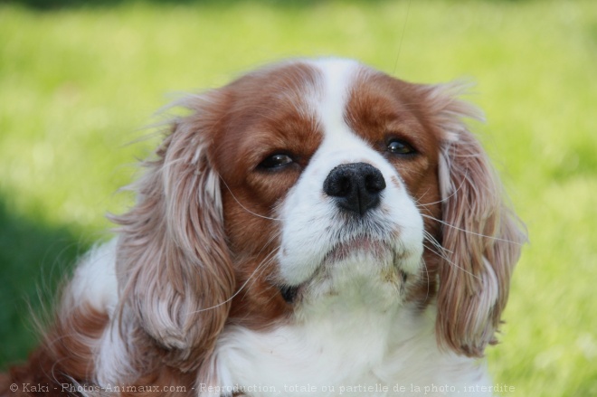 Photo de Cavalier king charles spaniel