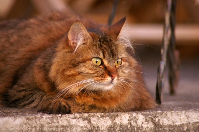 Photo de Chat domestique