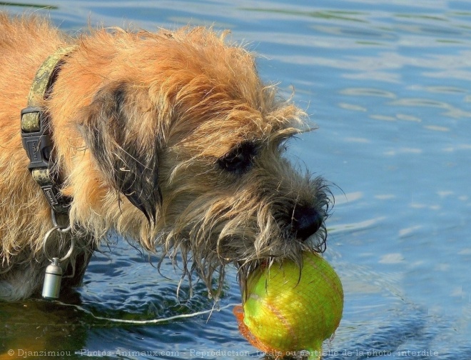 Photo de Border terrier