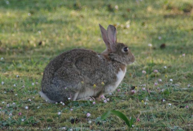 Photo de Lapin