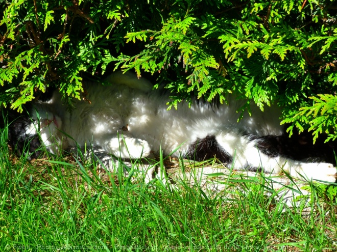 Photo de Chat domestique