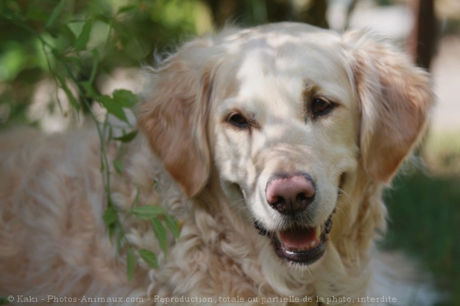 Photo de Golden retriever