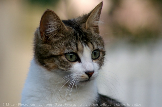 Photo de Chat domestique