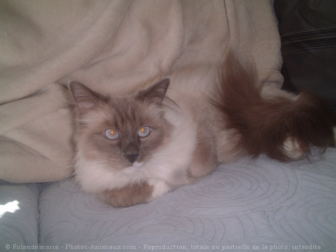 Photo de Ragdoll