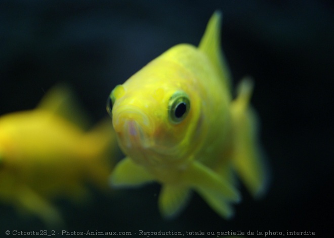 Photo de Poissons rouges