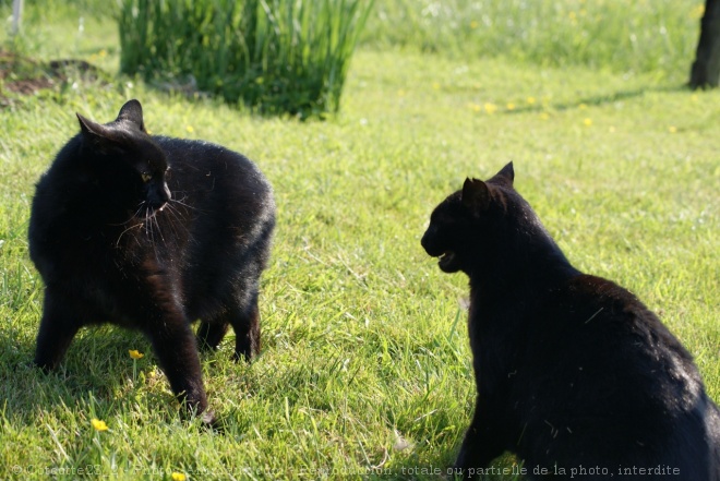 Photo de Chat domestique