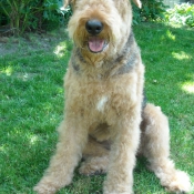 Photo d'Airedale terrier