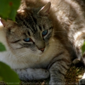 Photo de Chat domestique