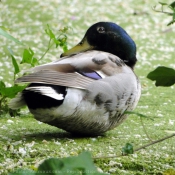 Photo de Canard colvert