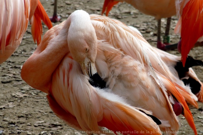 Photo de Flamand rose