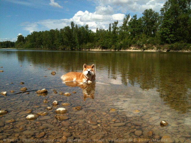 Photo d'Akita inu