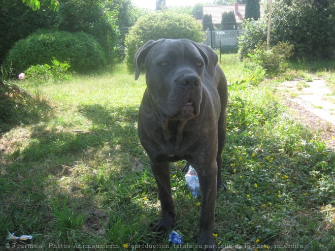 Photo de Chien de cour italien