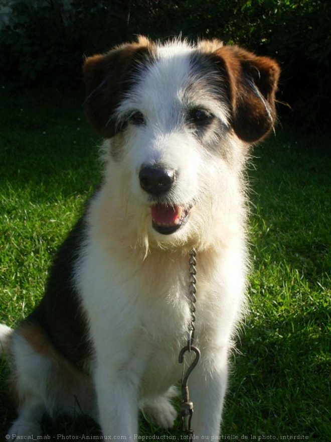 Photo de Fox terrier  poil lisse