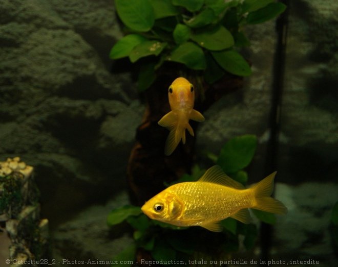 Photo de Poissons rouges