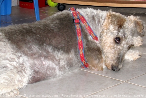 Photo de Fox terrier  poil dur