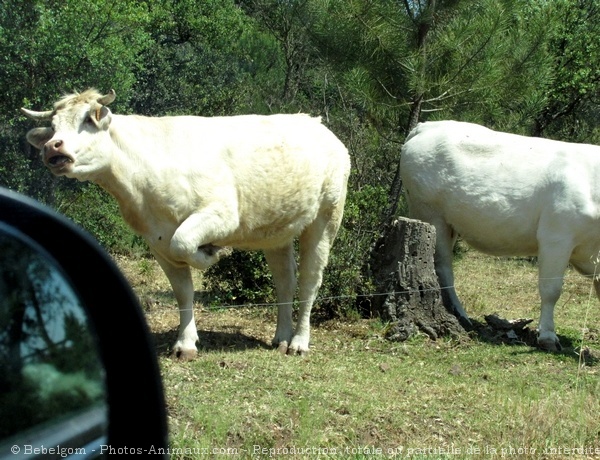 Photo de Vache