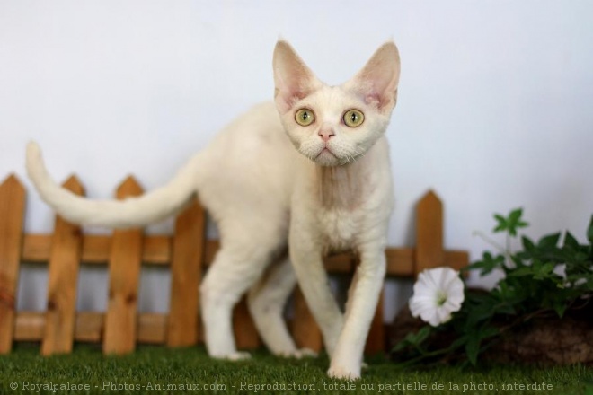 Photo de Devon rex