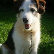 Photo de Fox terrier  poil lisse