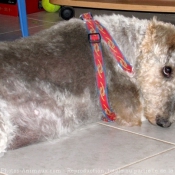 Photo de Fox terrier  poil dur