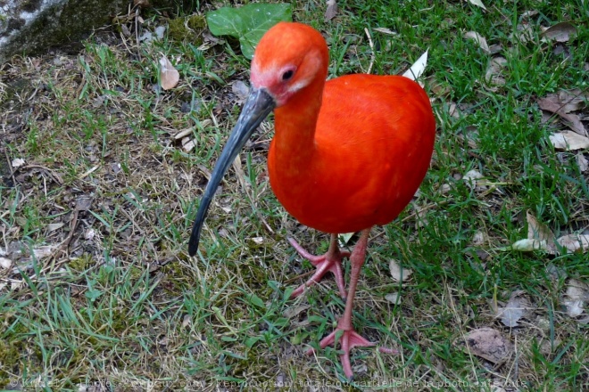 Photo d'Ibis rouge