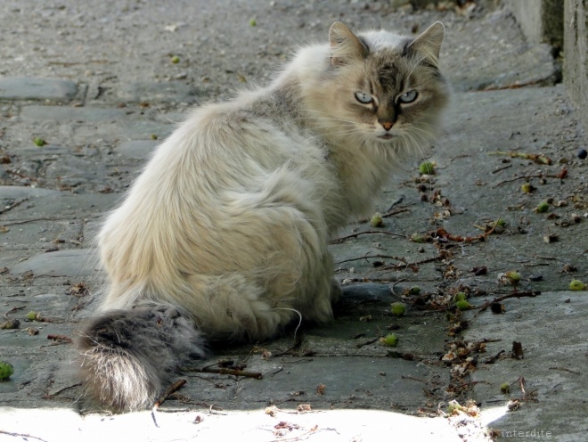 Photo de Chat domestique