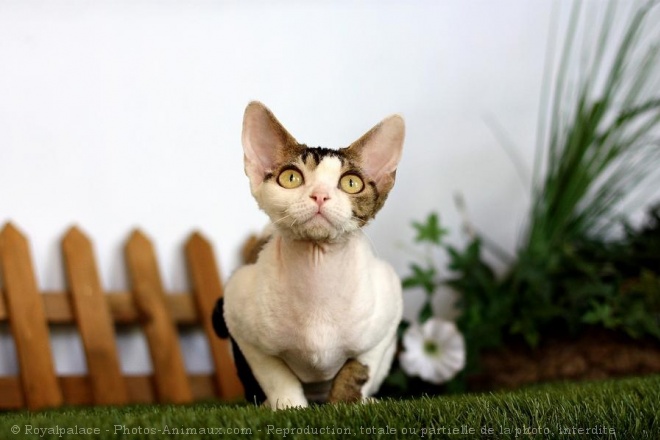 Photo de Devon rex