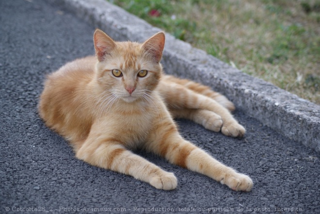 Photo de Chat domestique