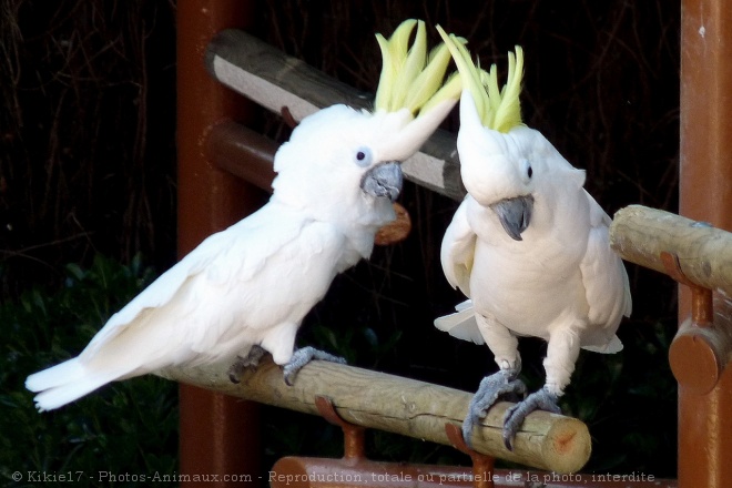 Photo de Cacatoes