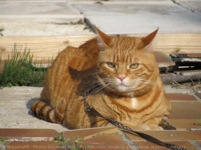 Photo de Croisement