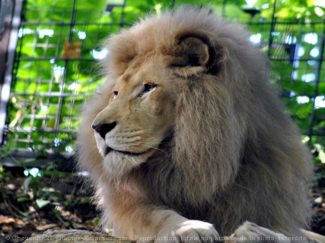 Photo de Lion