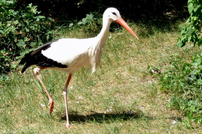 Photo de Cigogne