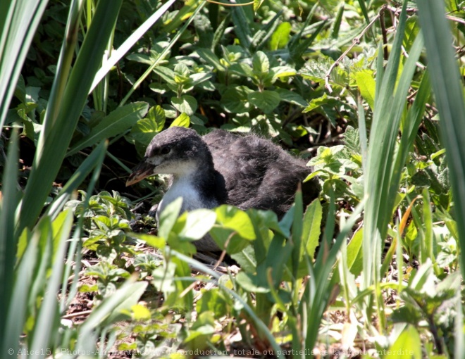 Photo de Foulque macroule