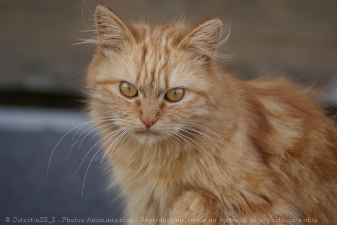 Photo de Chat domestique