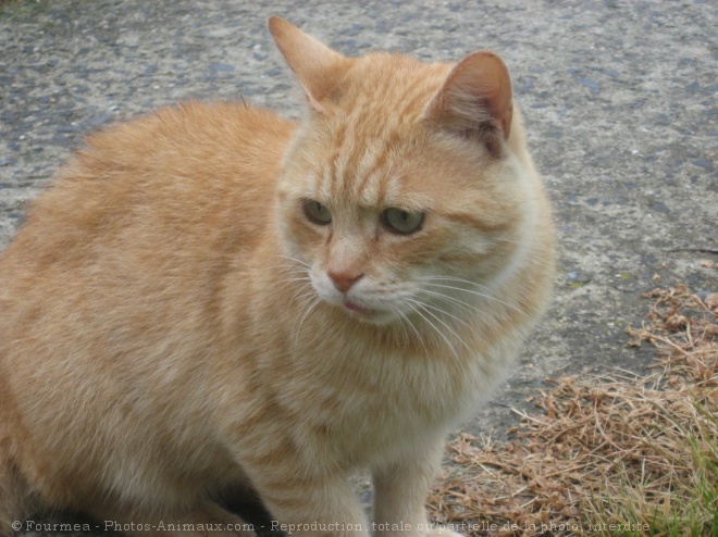 Photo de Chat domestique