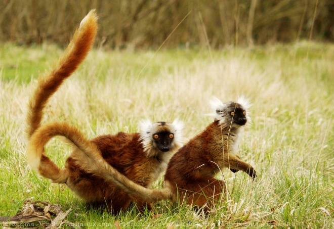 Photo de Lmurien - lmur macaco