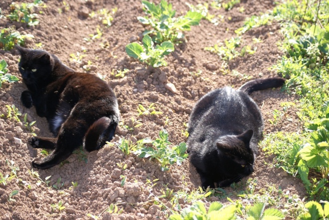 Photo de Chat domestique