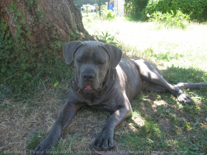 Photo de Chien de cour italien