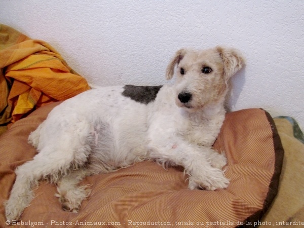 Photo de Fox terrier  poil dur