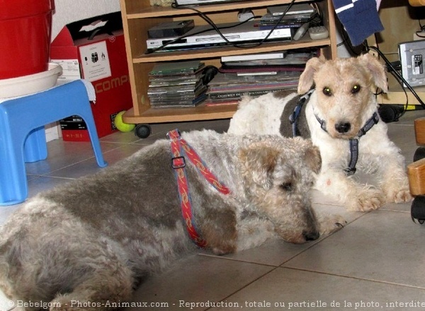 Photo de Fox terrier  poil dur