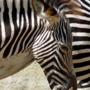 Photo de Zebre