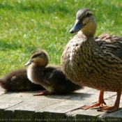 Photo de Canard colvert