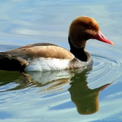 Photo de Canard nette rousse