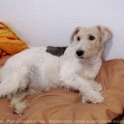 Photo de Fox terrier  poil dur