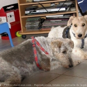 Photo de Fox terrier  poil dur