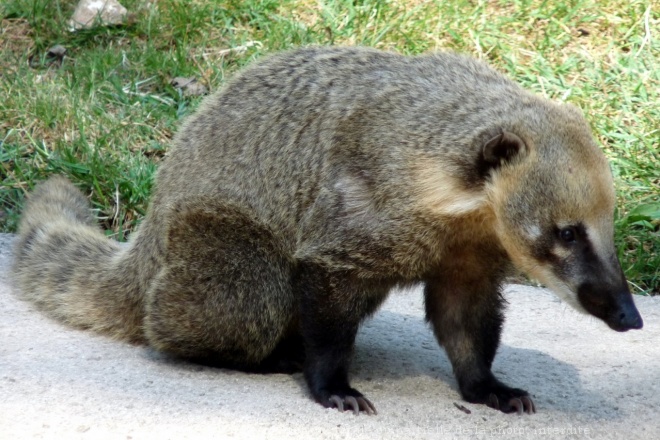 Photo de Coati