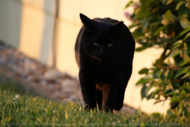 Photo de Chat domestique