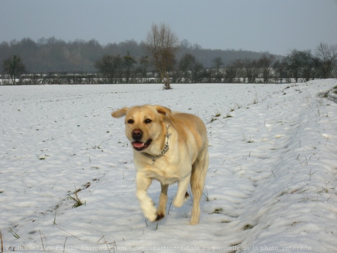 Photo de Labrador retriever