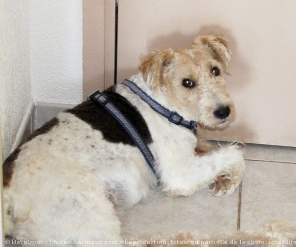 Photo de Fox terrier  poil dur