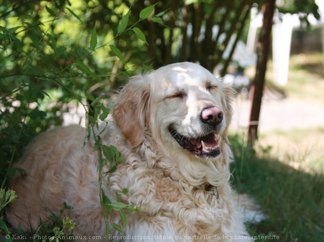 Photo de Golden retriever